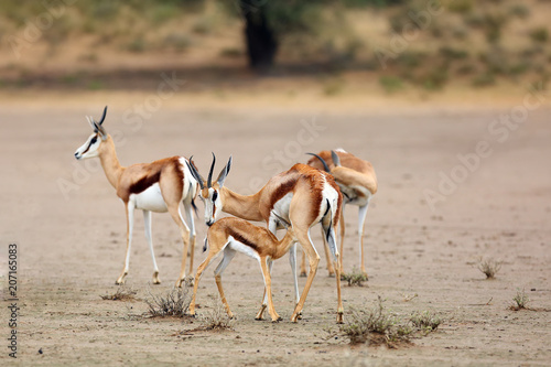 The springbok (Antidorcas marsupialis) female with young in the desert. Mother nurses the young in the middle of the herd.