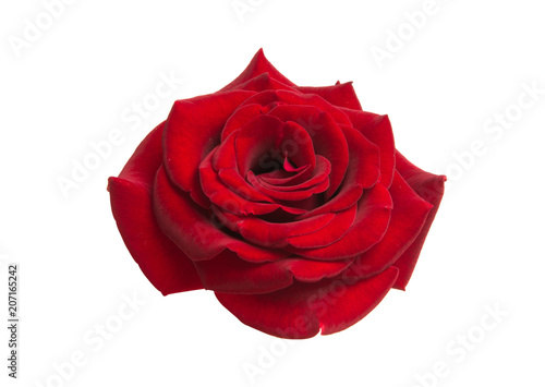 red beautiful rose isolated