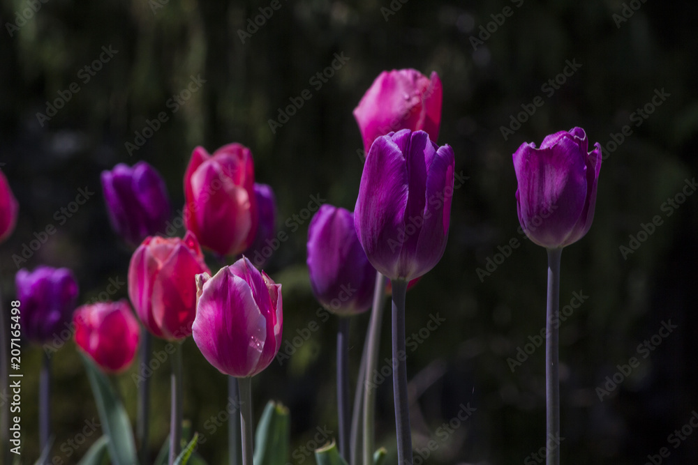 Obraz premium Tulip flowers in my front yard