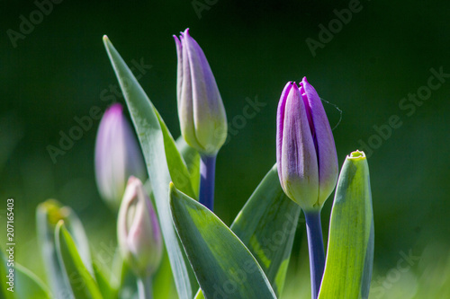 Tulip flowers in my front yard