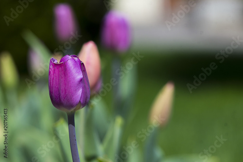 Tulip flowers in my front yard