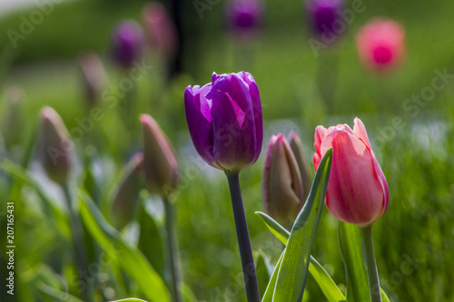 Tulip flowers in my front yard