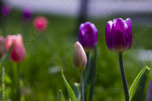 Tulip flowers in my front yard