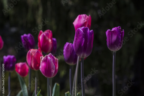 Tulip flowers in my front yard