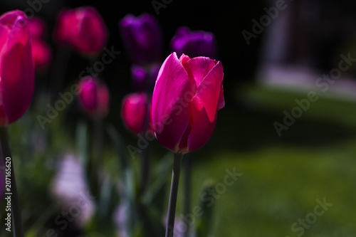 Tulip flowers in my front yard