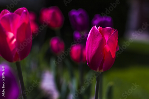Tulip flowers in my front yard