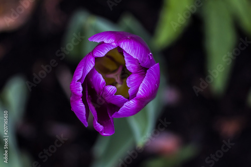 Tulip flowers in my front yard