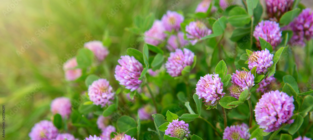 Pink clover flowers in the sunny summer day. Pink clover flowers in the sunny summer day.
