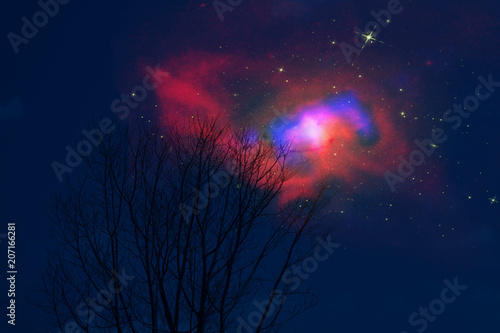 Galaxy back on night cloud sunset sky silhouette dry tree