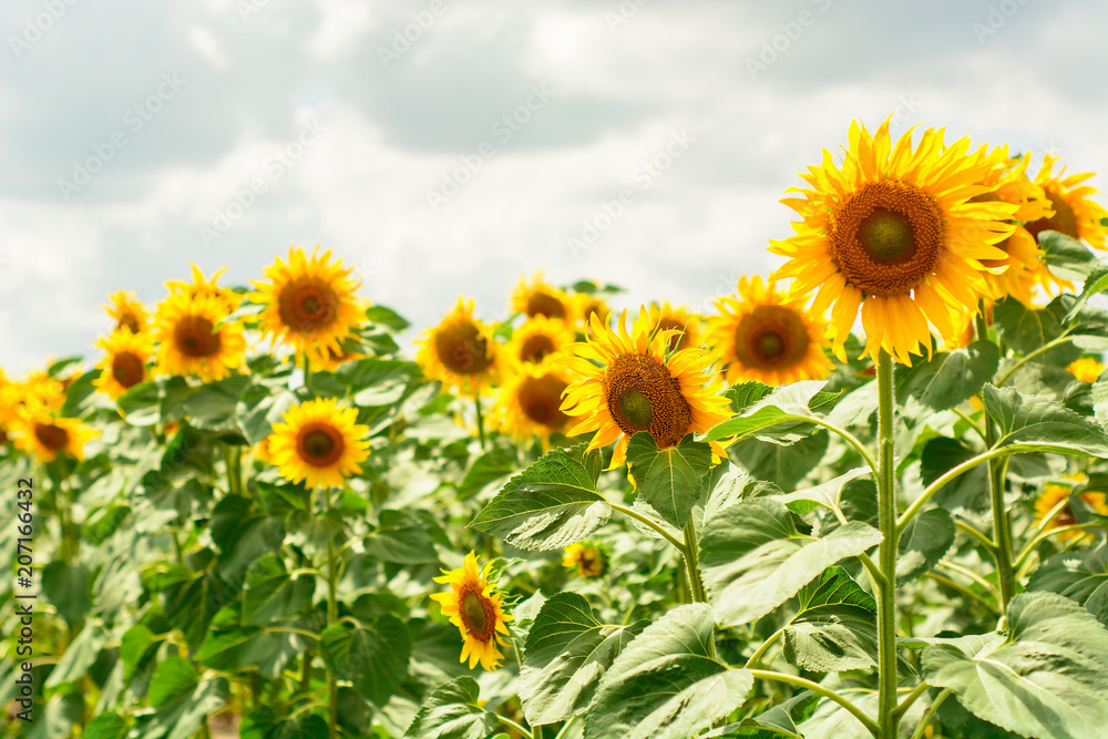 Beautiful sunflowers blooming in the field.