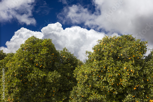 View at orange plantation
