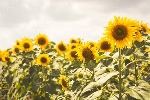 Beautiful sunflowers blooming in the field. Vintage toning.