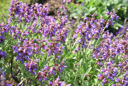 Salvia officinalis bleue