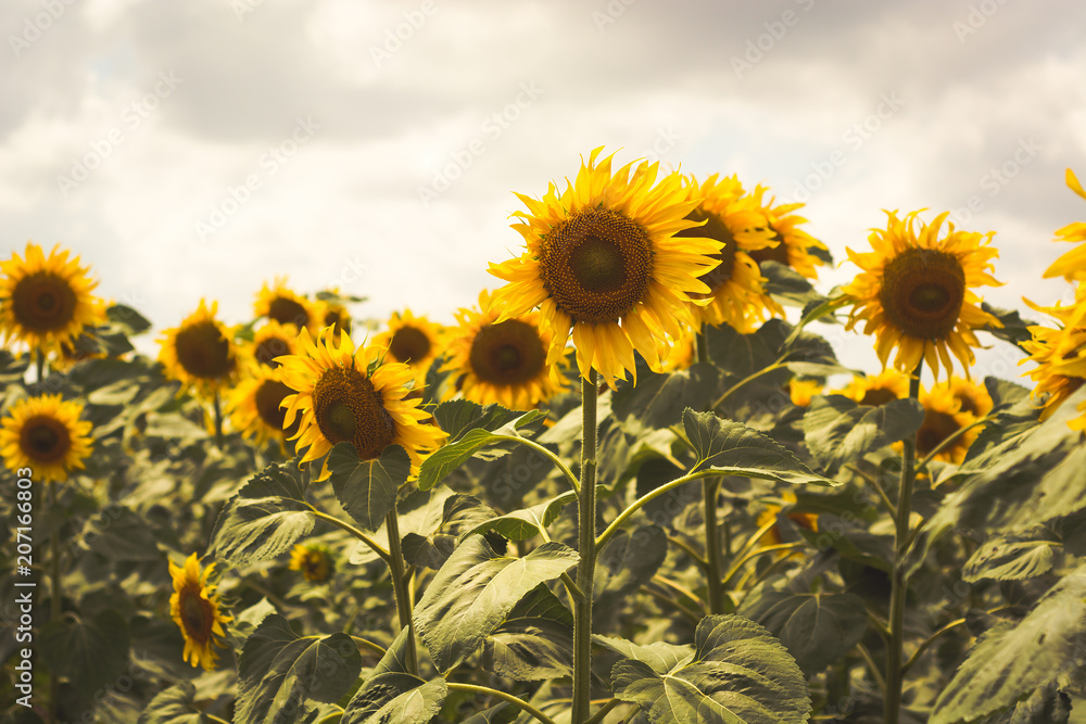 Beautiful sunflowers blooming in the field. Vintage toning.