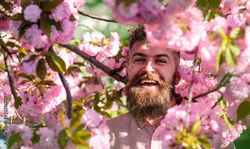 Bearded man with stylish haircut with sakura flowers on background. Hipster in pink shirt near branch of sakura. Man with beard and mustache on smiling face near flowers. Harmony with nature concept.