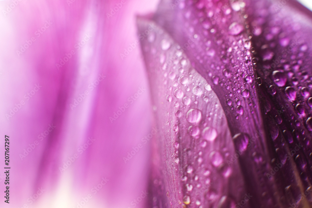 flower petal with water droplets macro. tulip - obrazy, fototapety, plakaty 
