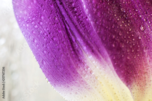 flower petal with water droplets macro. tulip