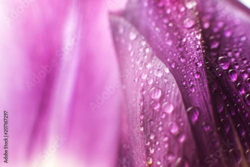 flower petal with water droplets macro. tulip