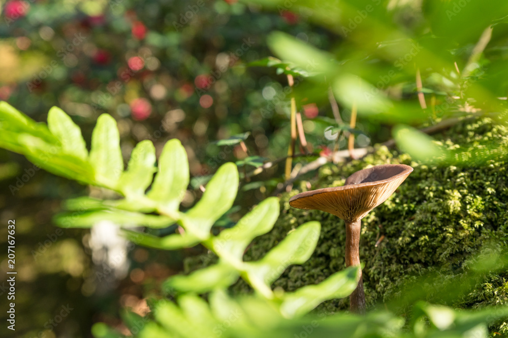 Closeup of single wild mushroom growing in forest surrounded by fern Closeup of single wild mushroom growing in forest surrounded by fern