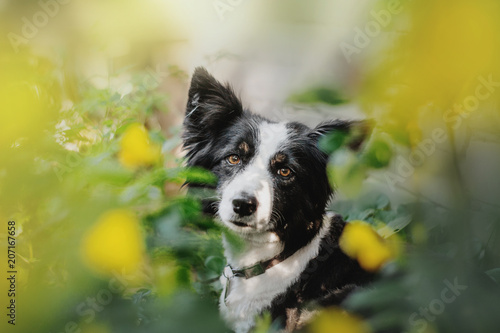 Fototapeta Naklejka Na Ścianę i Meble -  border collie dog portrait	