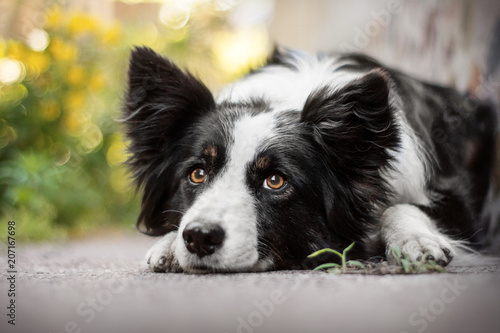 Canvastavla border collie dog portrait