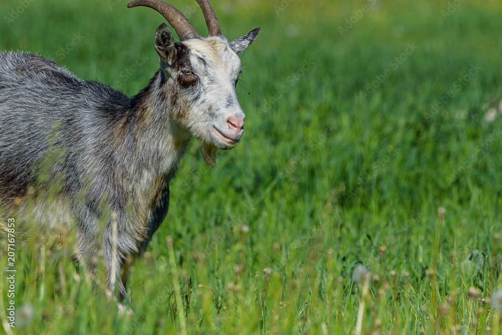 domestic goat grazing in the meadow.