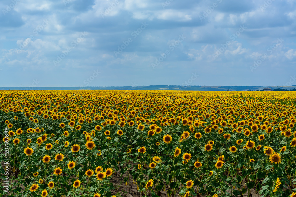 Defocused big blue sky and a field of sunflowers. Defocused big blue sky and a field of sunflowers.