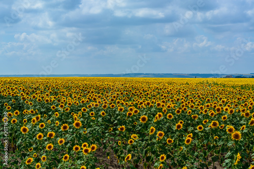 Defocused  big blue sky and a field of sunflowers. © holysource