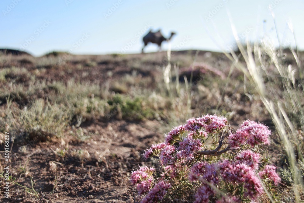 Camel and pink flower