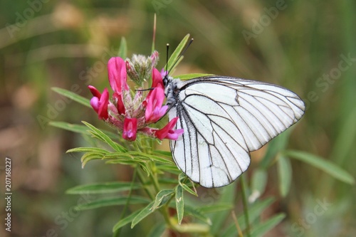 Pieris rapae on red flower