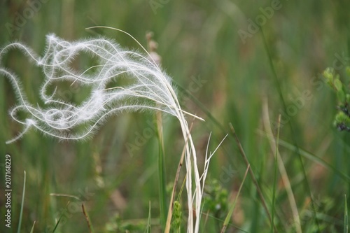 Stipa Pennata