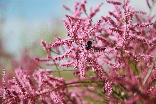 Haloxylon and bumblebee