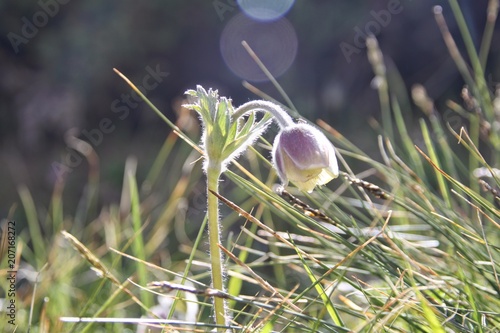 Pulsatilla campanella. Kazakhstan