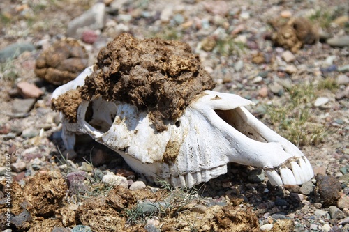 Horse skull in the desert