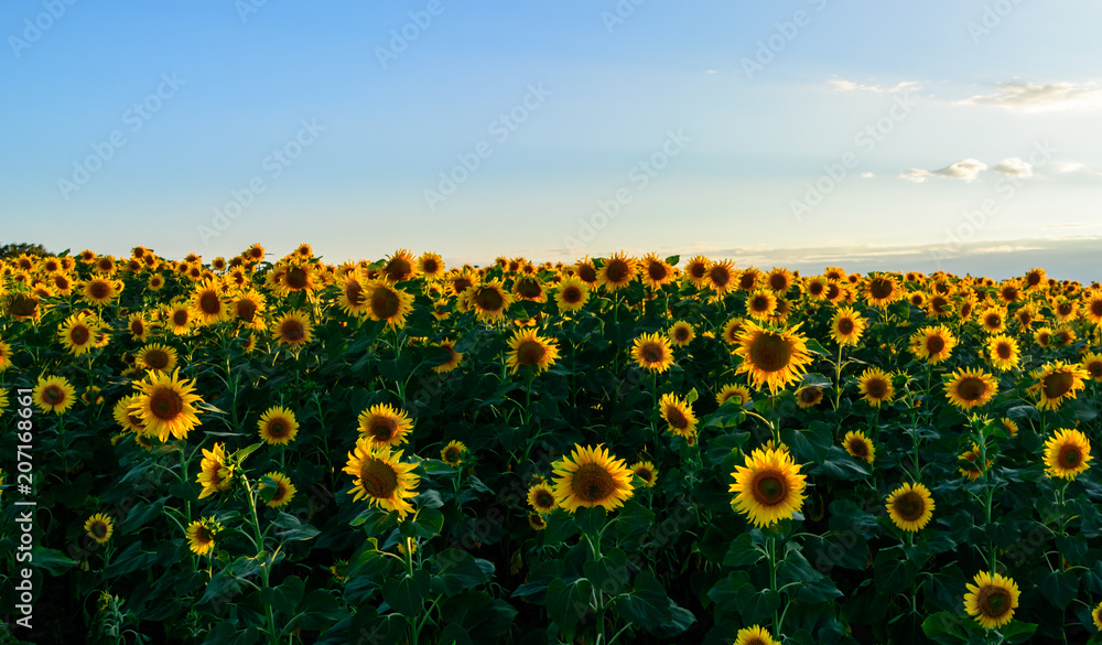 Fototapeta premium defocused beautiful yellow sunflower field