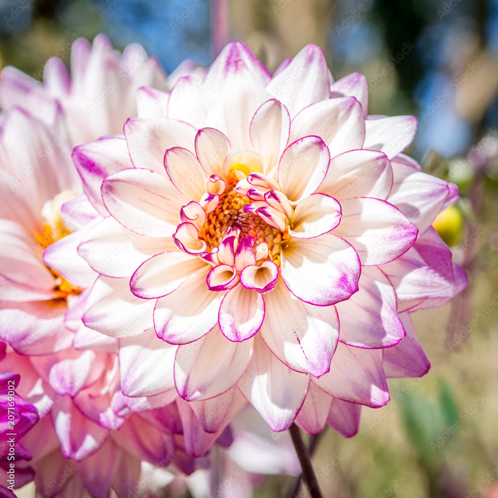 Obraz premium Sunlit Dahlia