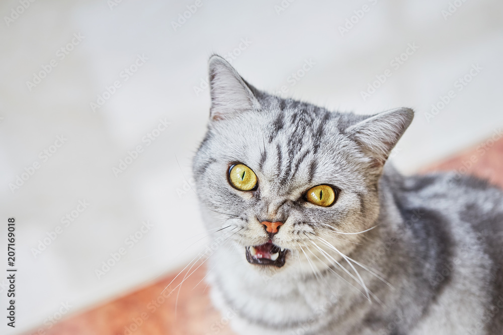 British short hair cat with open mouth sits on the floor and looks at camera. Copy space, top view