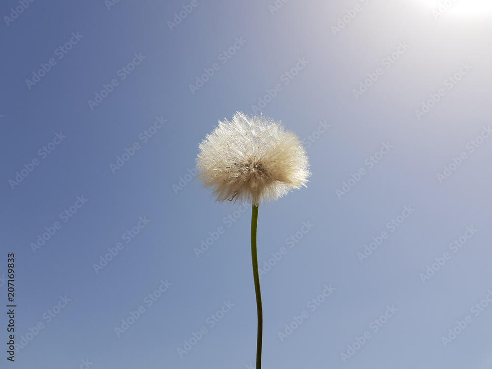 Fototapeta premium Fiore