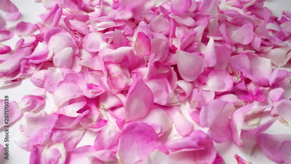 Falling of petals of a tea rose. Slow motion. Falling of petals of a tea rose. Slow motion.