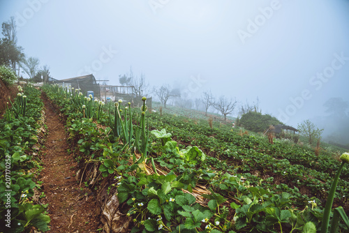 Vegetable garden of gardener and strawberry farm. On the mountain of hilltribes.