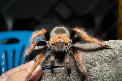 Mexican Fireleg tarantula(Brachypelma Boehmei) on cork bark. Selective Focus.