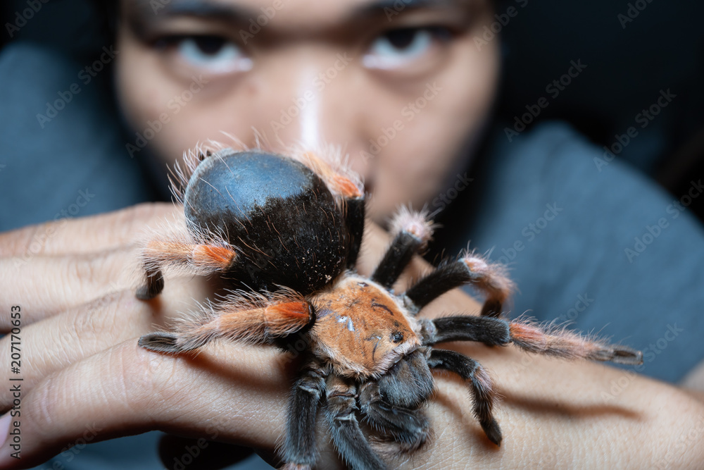 Mexican Fireleg tarantula(Brachypelma Boehmei) with blurred human face