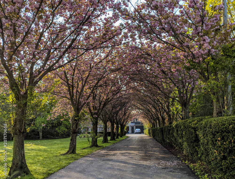 Cherry blossom driveway