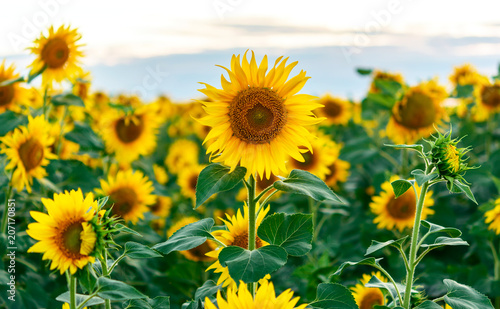 beautiful sunflowers at field.