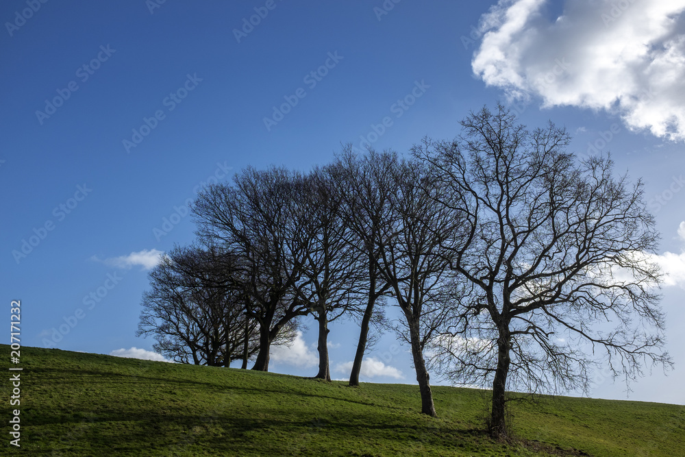 Fototapeta premium Lined trees in farm land UK