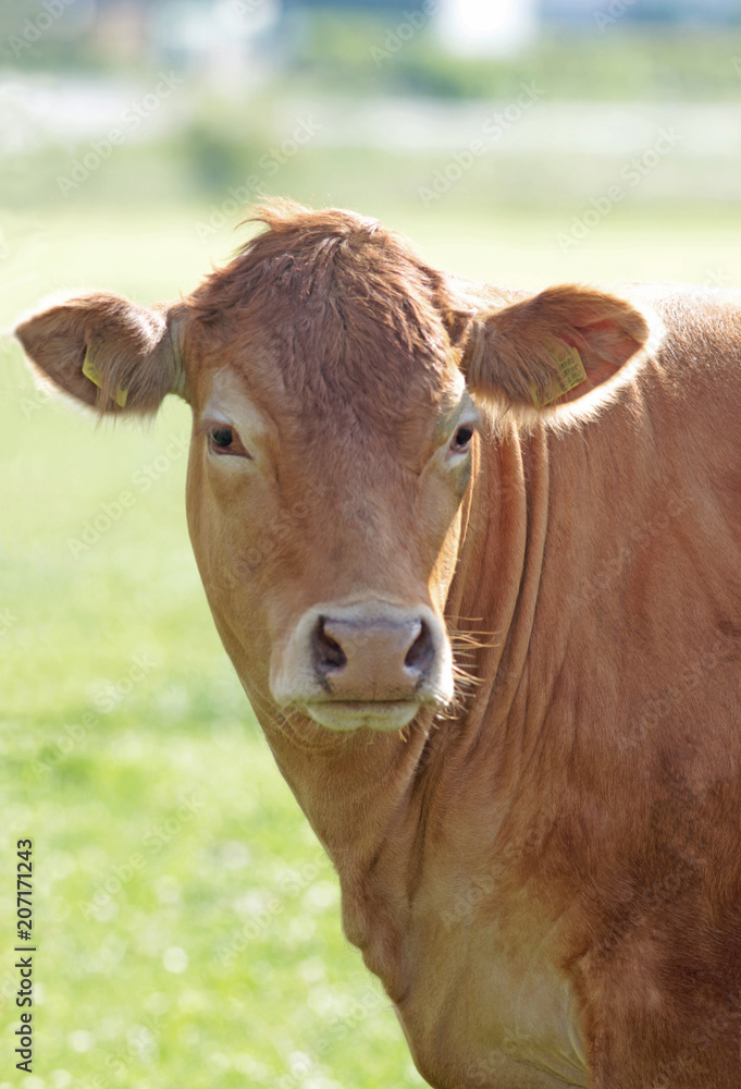 Limousin cow, portrait