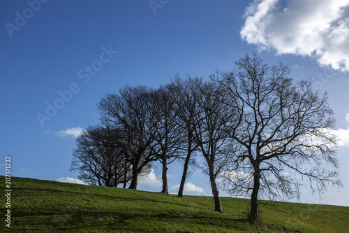 Lined trees in farm land UK