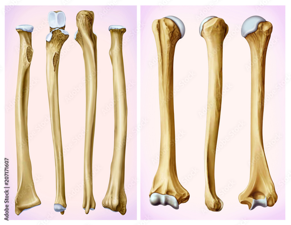 Frontal and lateral view of the humerus and radial bone, long bones