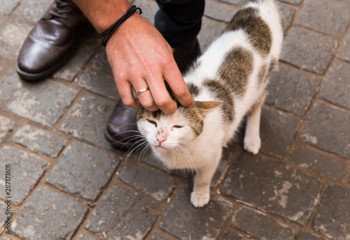 A man caressing a stray cat 