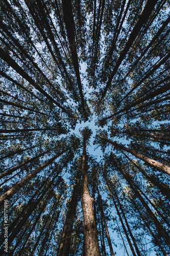 forêt magique